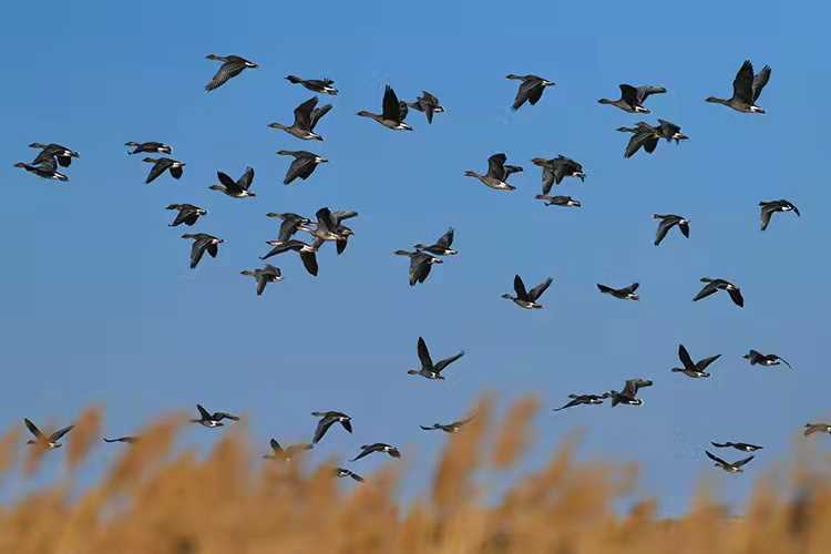 2022年明思勞動節(jié)放假公告